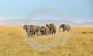 Elephant family at Masai - Mara safari in Kenya