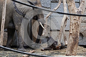 Elephant family - mother and newborn baby elephant. Zoo Tiergarten Schoenbrunn, Vienna, Austria