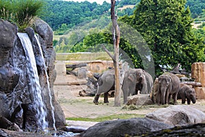 Elephant family near the watering place.