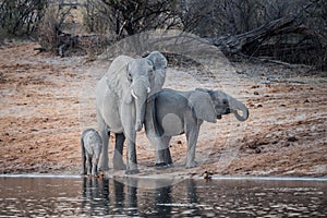 Elephant Family on the Okavango River in Bwabwata National Park, Namibia, Africa at Dusk