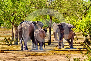 Elephant Family at Olifants Drink Gat watering hole in Kruger National Park photo