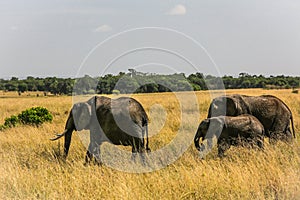 Elephant family on open area on african sawanna