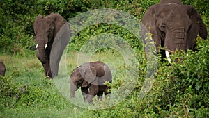 Elephant family out with the baby in Ngorongoro crater