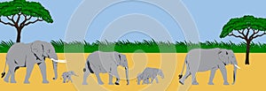 Elephant family panorama