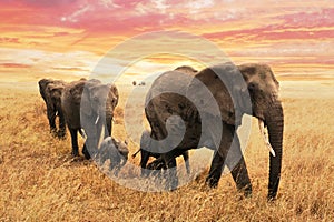 Elephant family on path in savanna in africa. Travel, wildlife and environment concept