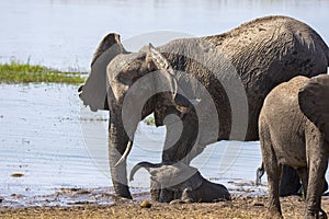 Elephant Family play Chobe photo