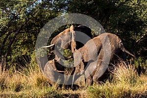 Elephant Family Running