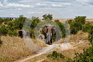 Elephant family on the savannah of the Masai Mara