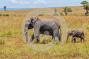 Elephant family on the savannah of the Masai Mara