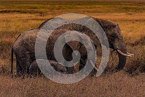 Un elefante famiglia da pianure 