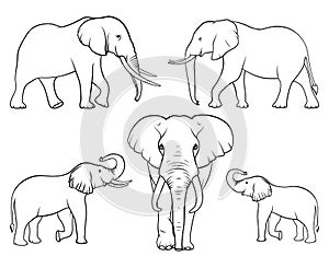 Elephant family. Set of elephants. Linear vector. Vector illustration on white background