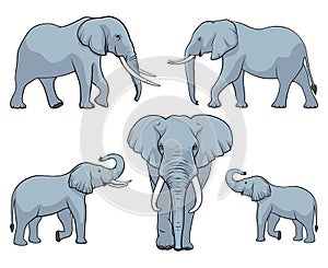 Elephant family. Set of elephants. Vector illustration on white background