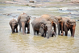 Elephant Family in Sri Lanka