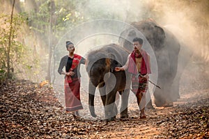 Elephant family in Surin walking in forest at Chang