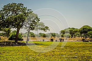 Elephant family in Tarangire National Park safari, Tanzania