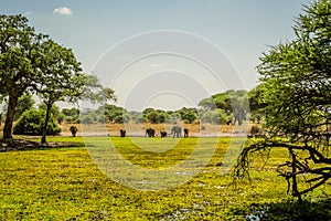 Elephant family in Tarangire National Park safari, Tanzania