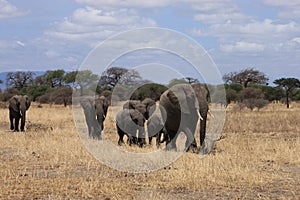 Elephant family Tarangire national park Tanzania