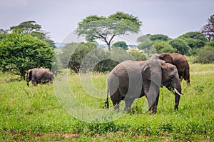 Elephant family in Tarangire Park, Tanzania