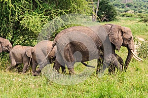 Elephant family in Tarangire Park, Tanzania