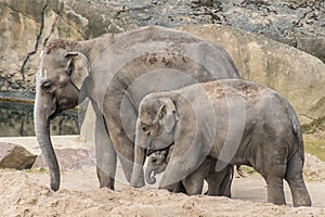 Elephant family of three grey trunk and thick skin