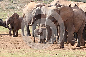 Elephant family waiting at waterhole photo