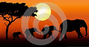 Elephant family walking