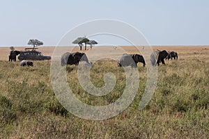 An elephant family walking across the savannah