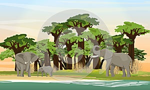 Elephant Family is walking on the African savannah. Baobab grove on the lake. Wildlife of Africa.