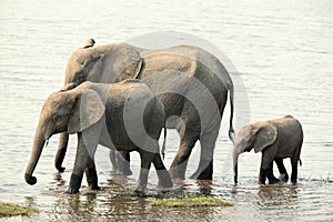 Elephant family walking along the river