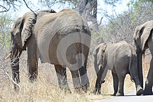 Elephant family walking away from the camera