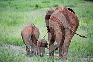 Elephant family walking away in high grass