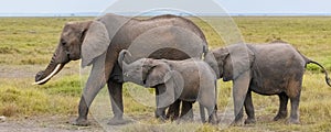 An elephant family walking