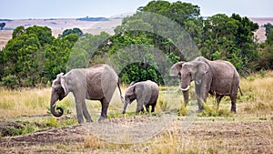 Elephant family walking Kenya Africa Grasslands