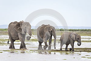 Elephant family walking in line in the wet plains of Amboseli in Kenya