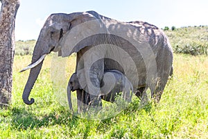 Elephant family walking in the savanna