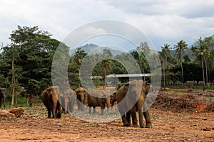 Elephant family walking in their natural habitat