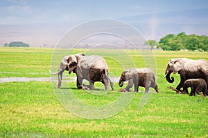 Elephant family walking together in swamplands photo