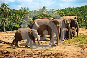 Elephant family walking towards a water