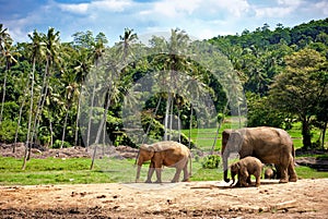 Elephant family walking towards a water hole