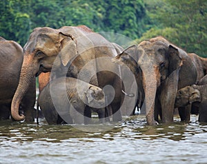 Elephant family in water
