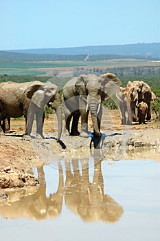 Elephant family at water hole