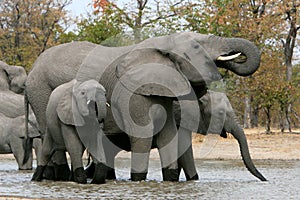 Elephant family waterhole