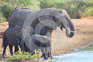 Elephant family at a waterhole