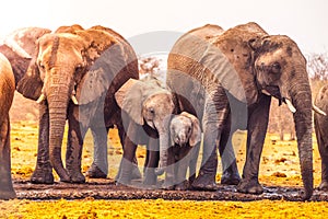 Elephant family at waterhole