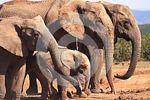 Elephant Family at Waterhole