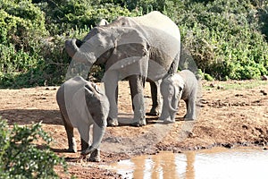 Elephant Family at waterhole