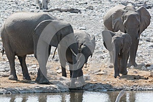 Elephant family at waterhole.