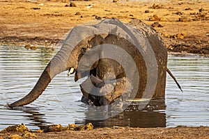 Elephant family at a waterhole in Botswana, Africa