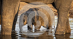 Elephant family at a waterhole in Botswana, Africa