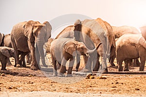 Elephant family at waterhole